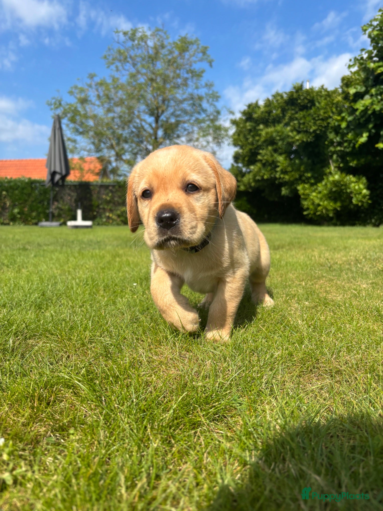 Labrador Retriever honden Prachtige Blonde Labrador Pups🐾 - Advertentie 3
