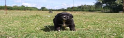 Labrador Retriever honden te koop: Wij hebben hele knappe labrador pups te koop - Advertentie 6