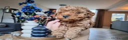 Poedel Toy honden te koop: Prachtige raszuivere toypoedels, mogen 22 mei weg! - Advertentie 4
