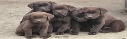 Labrador Retriever honden te koop: Raszuivere chocolade labrador pups. - Advertentie 6