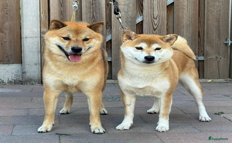 Shiba honden - Advertentie 2