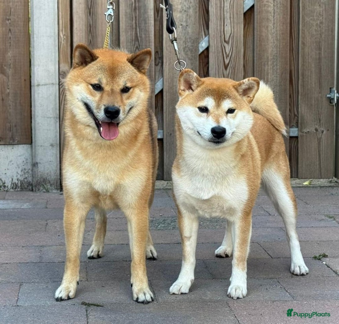 Shiba honden te koop: Shiba Inu pups met FCI stamboom - Advertentie 13