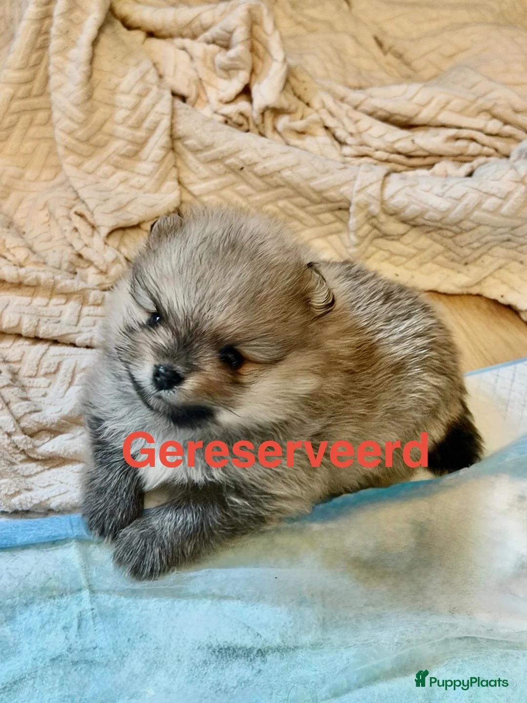 Pomeriaan honden te koop: Prachtige pomeriaan reutjes - Advertentie 10