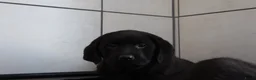 Labrador Retriever honden te koop: Hele lieve labrador pups te koop! - Advertentie 11