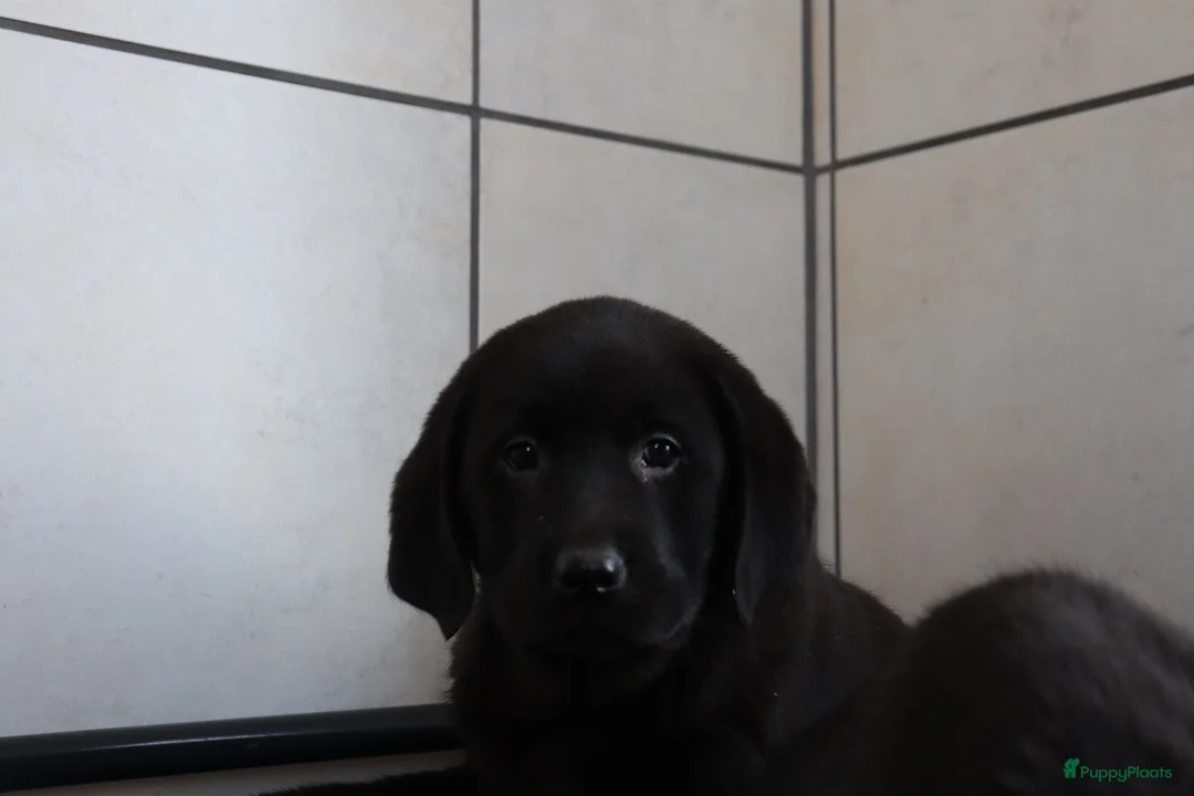 Labrador Retriever honden te koop: Hele lieve labrador pups te koop! - Advertentie 11