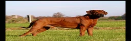 Rhodesian Ridgeback honden te koop: Rhodesian Ridgeback pups verwacht kennel Majaliwa  - Advertentie 7
