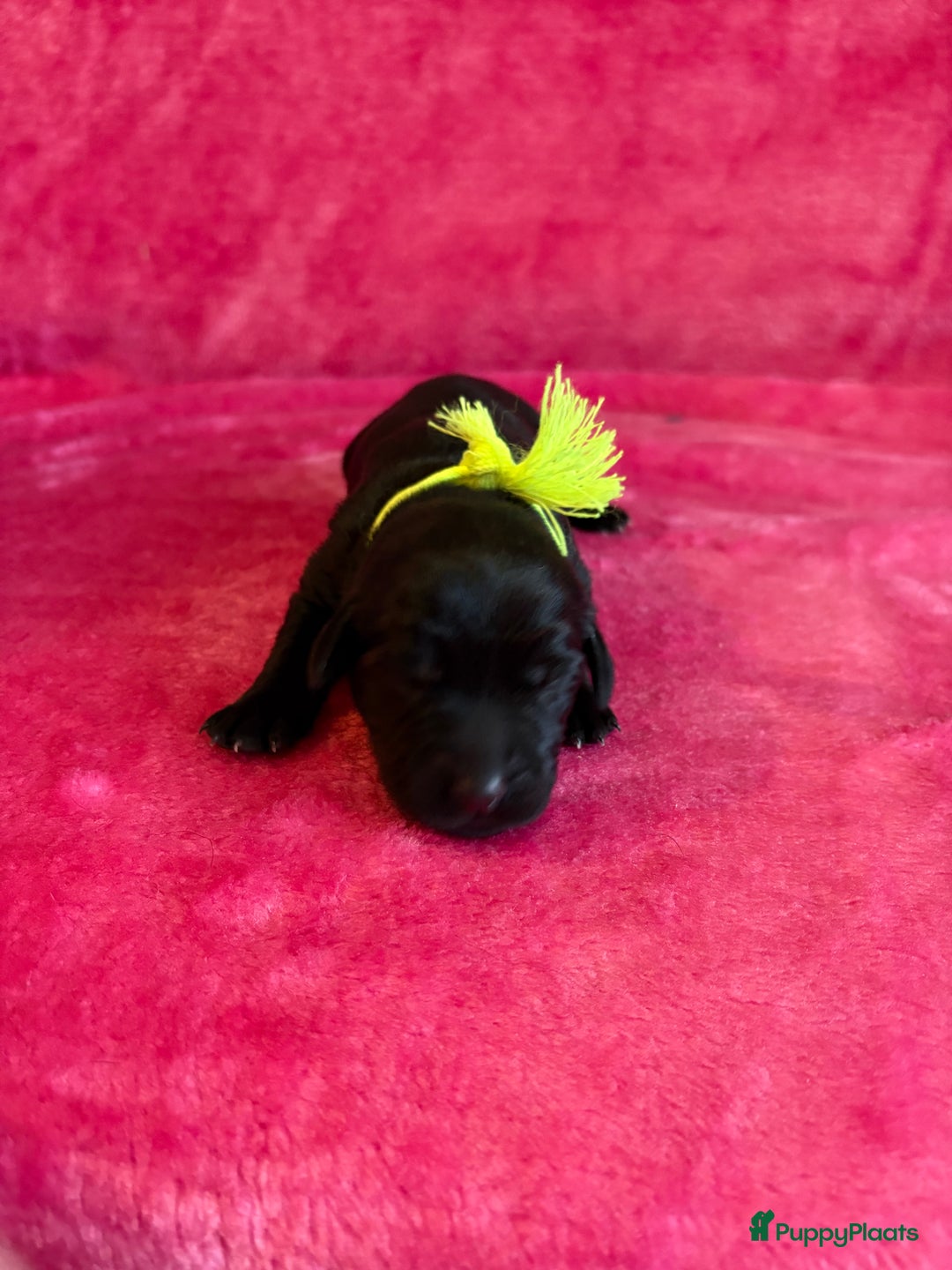 Kruising honden te koop: Labrador puppy’s - Advertentie 22