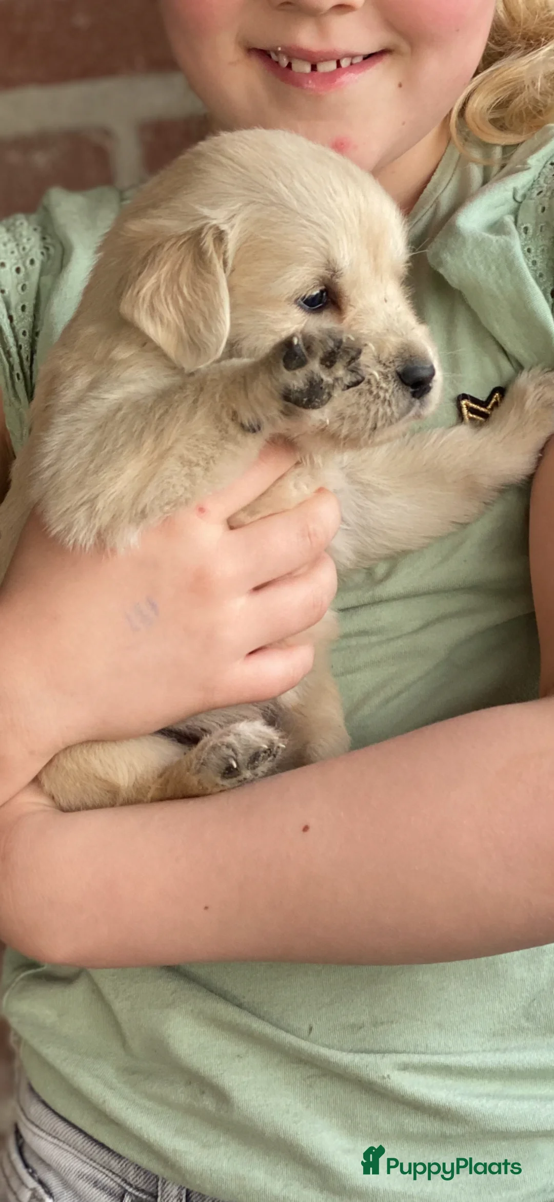 Golden Retriever honden te koop: Golden retriever pups - Advertentie 12