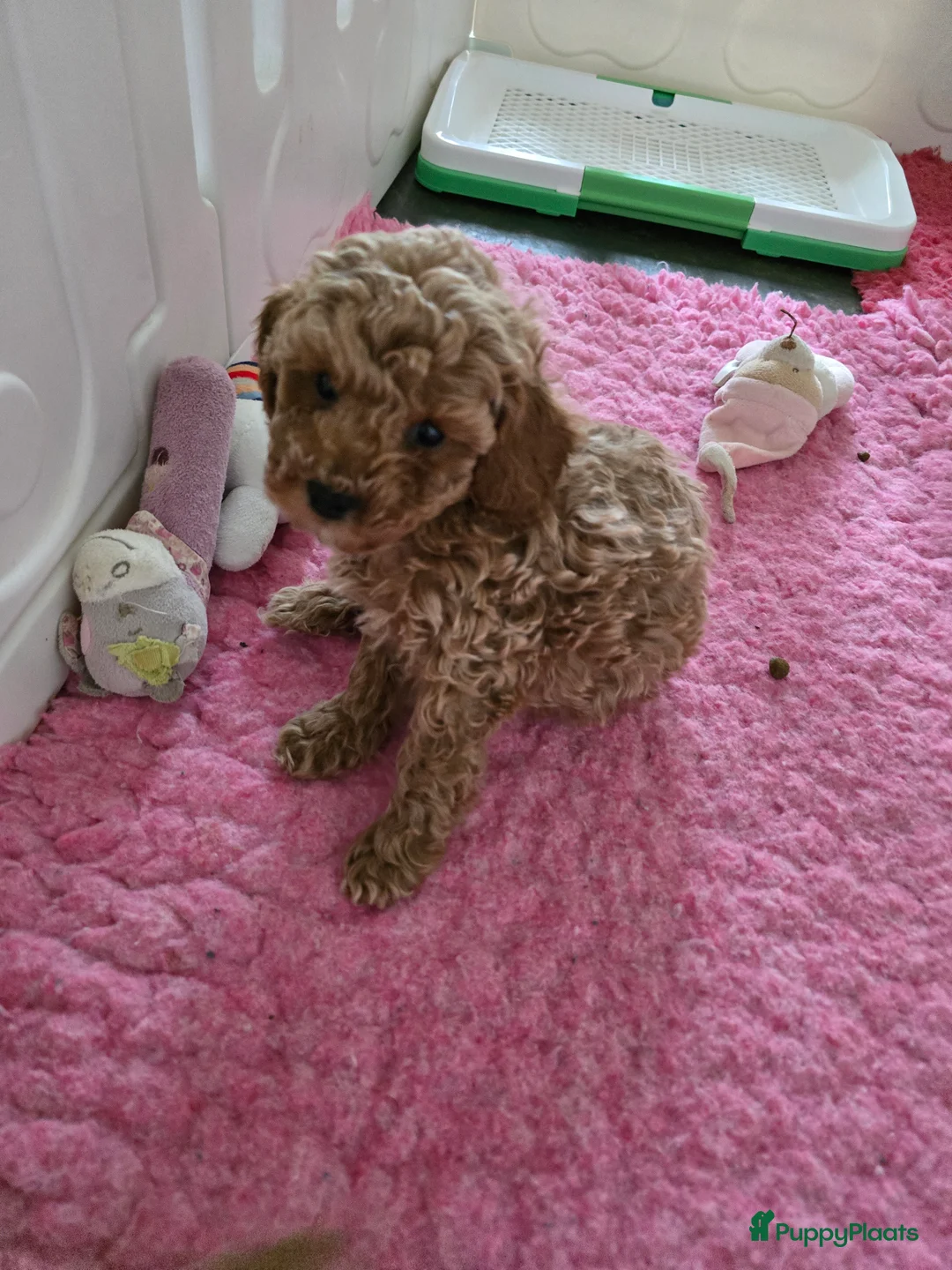 Maltipoo honden te koop: Mooie Maltipoo / toy poedel pup pups - Advertentie 30