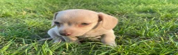 Kruising honden te koop: Kortharige teckels met vleugje chihuahua  - Advertentie 14