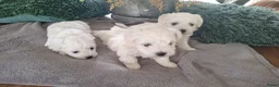 Maltezer honden te koop: Maltezer pups. Rasecht. Vader en moeder aanwezig - Advertentie 9