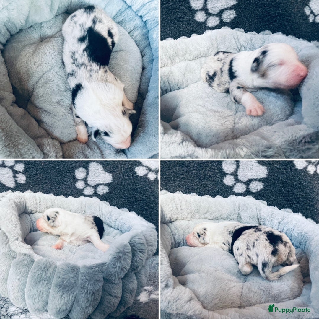 Australian Shepherd honden te koop: Prachtige pups Australian shepherd X  - Advertentie 10