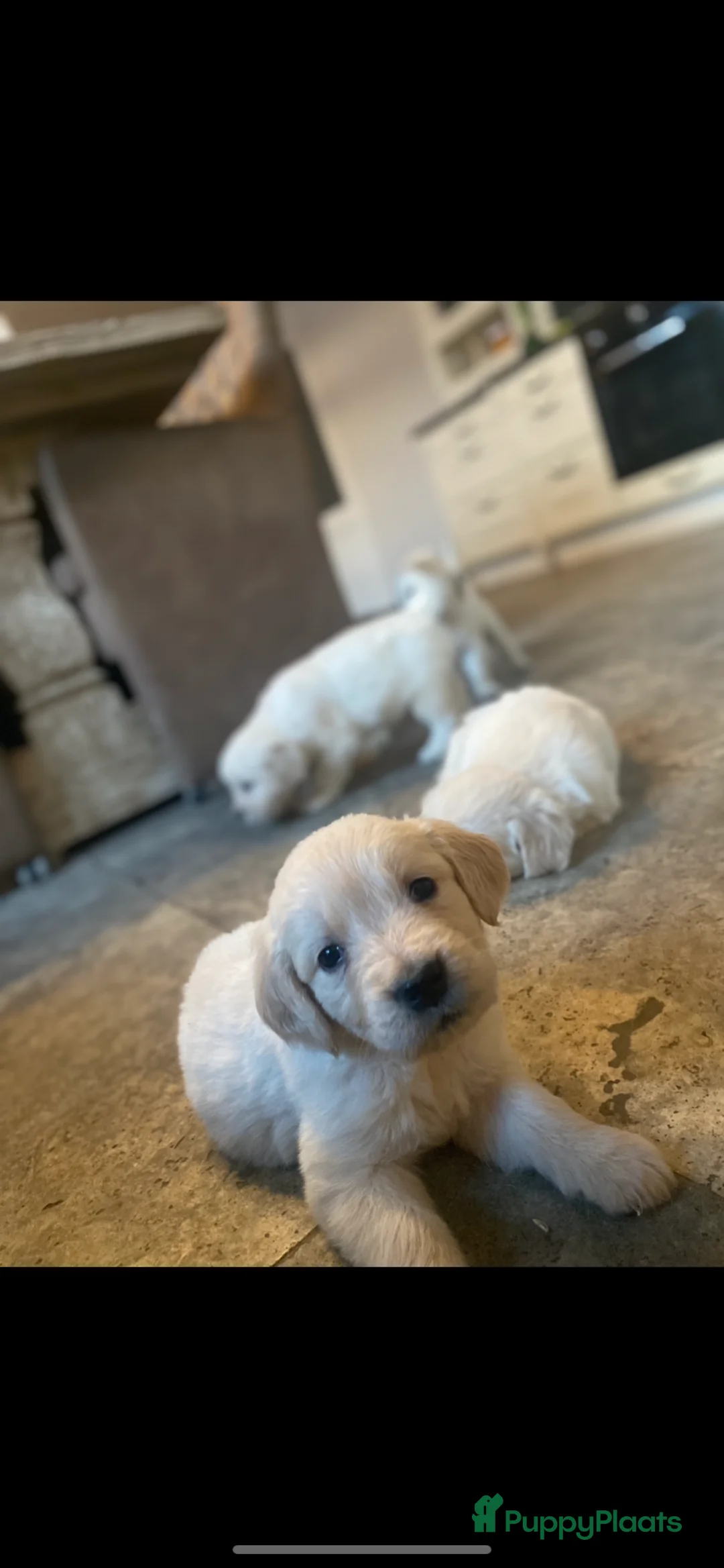 Golden Retriever honden te koop: Golden retiever pups - Advertentie 15