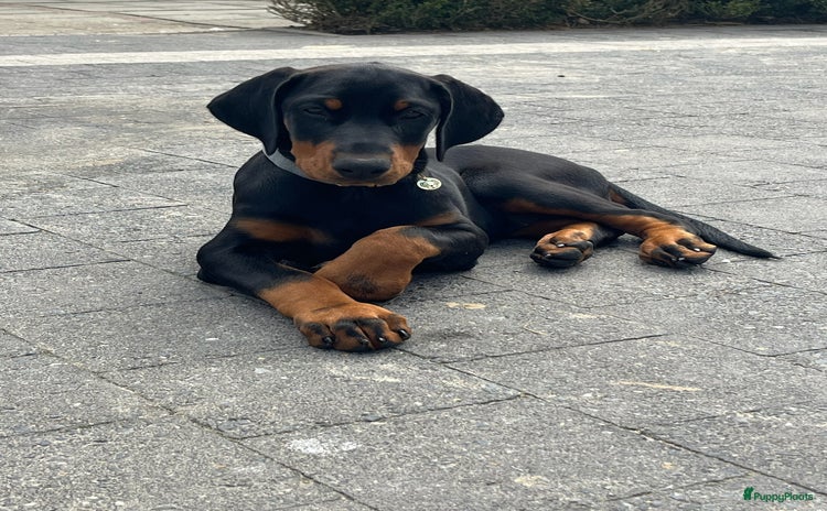 Dobermann honden - Advertentie 10