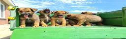 Kruising honden te koop: Uniek relaxed Border Collie x Mechelse Herder pups - Advertentie 6