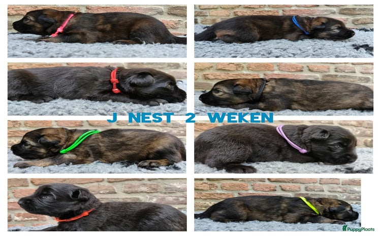 Duitse Herder honden - Advertentie 1
