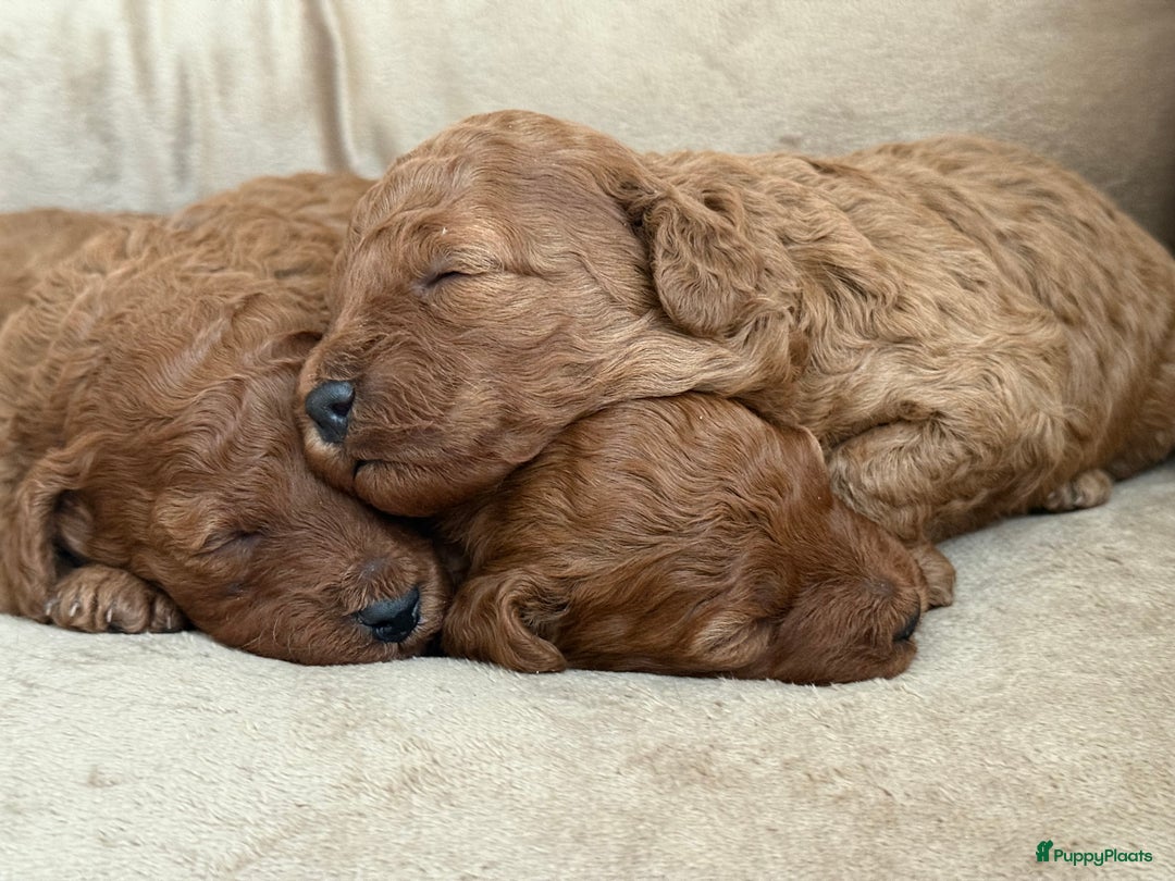 Kruising honden te koop: Dwergpoedelpuppy  - Advertentie 3