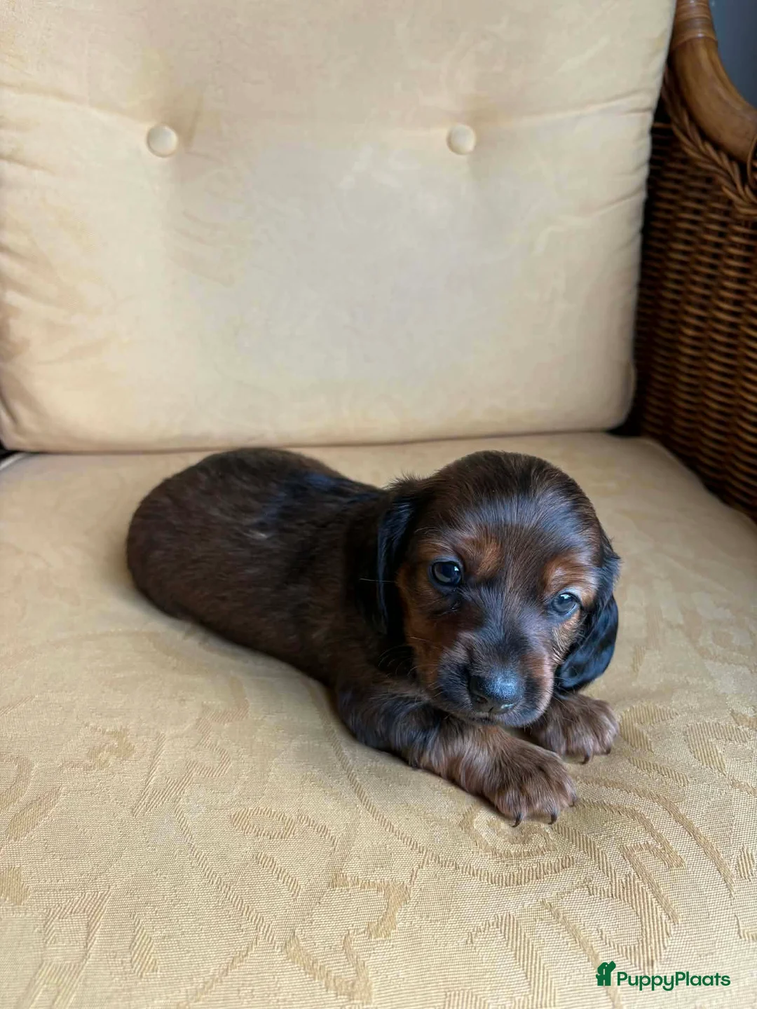 Kruising honden te koop: Prachtige Teckelpups zoeken een liefdevol thuis 🐾 - Advertentie 2