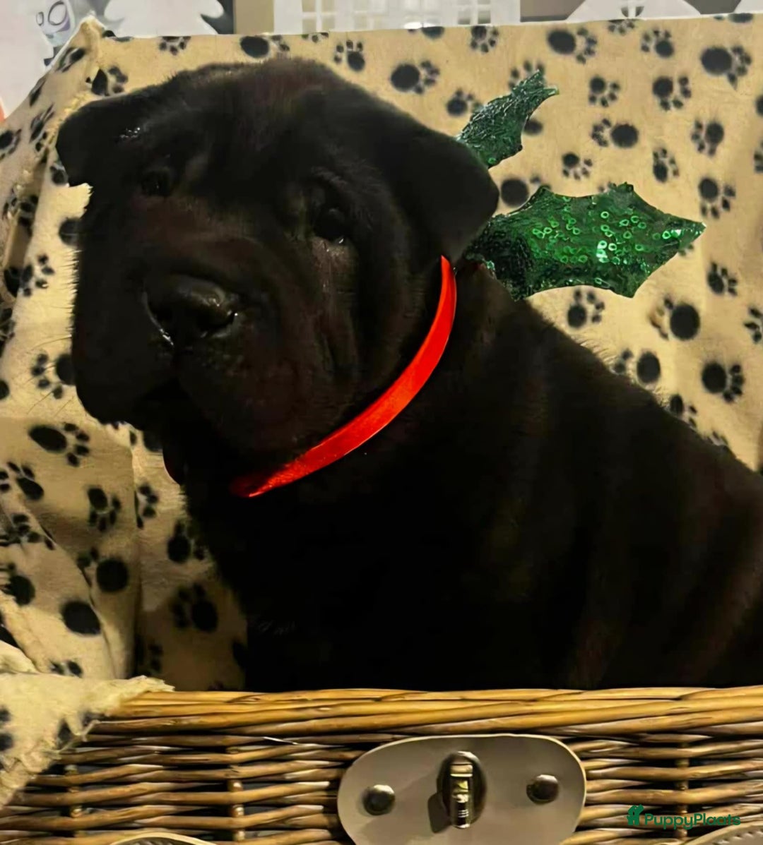 Shar Pei honden te koop: Sharpei - Advertentie 2