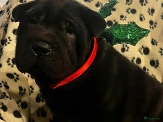 Shar Pei honden Sharpei - Advertentie 1