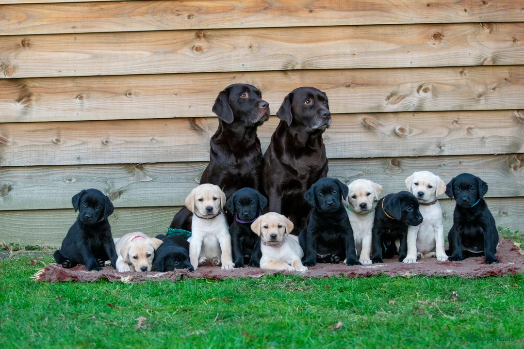 Labrador Retriever honden te koop: Lief blond labrador teefje - Advertentie 4