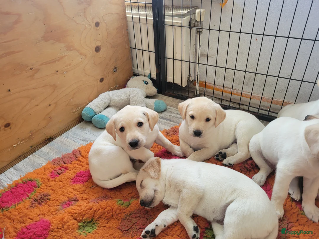 Labrador Retriever honden te koop: Stamboom fieldtrial labrador pups - Advertentie 13