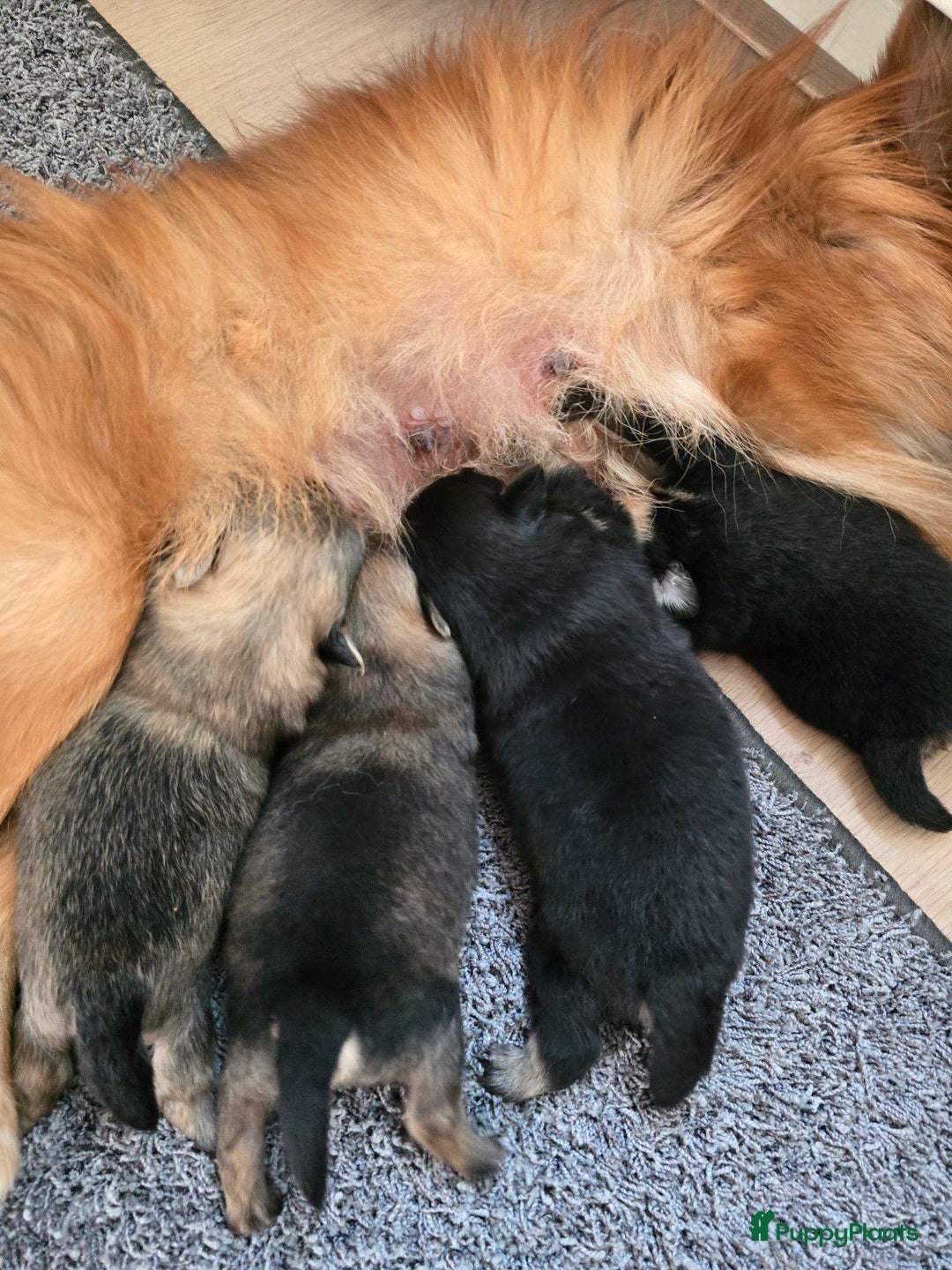Pomeriaan honden te koop: 3 pomeriaan reutjes zoeken nog een forever home. - Afbeelding 4