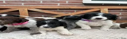 Kruising honden te koop: Heidewachtel/Friese Stabij/ Wetterhoun pups - Advertentie 12