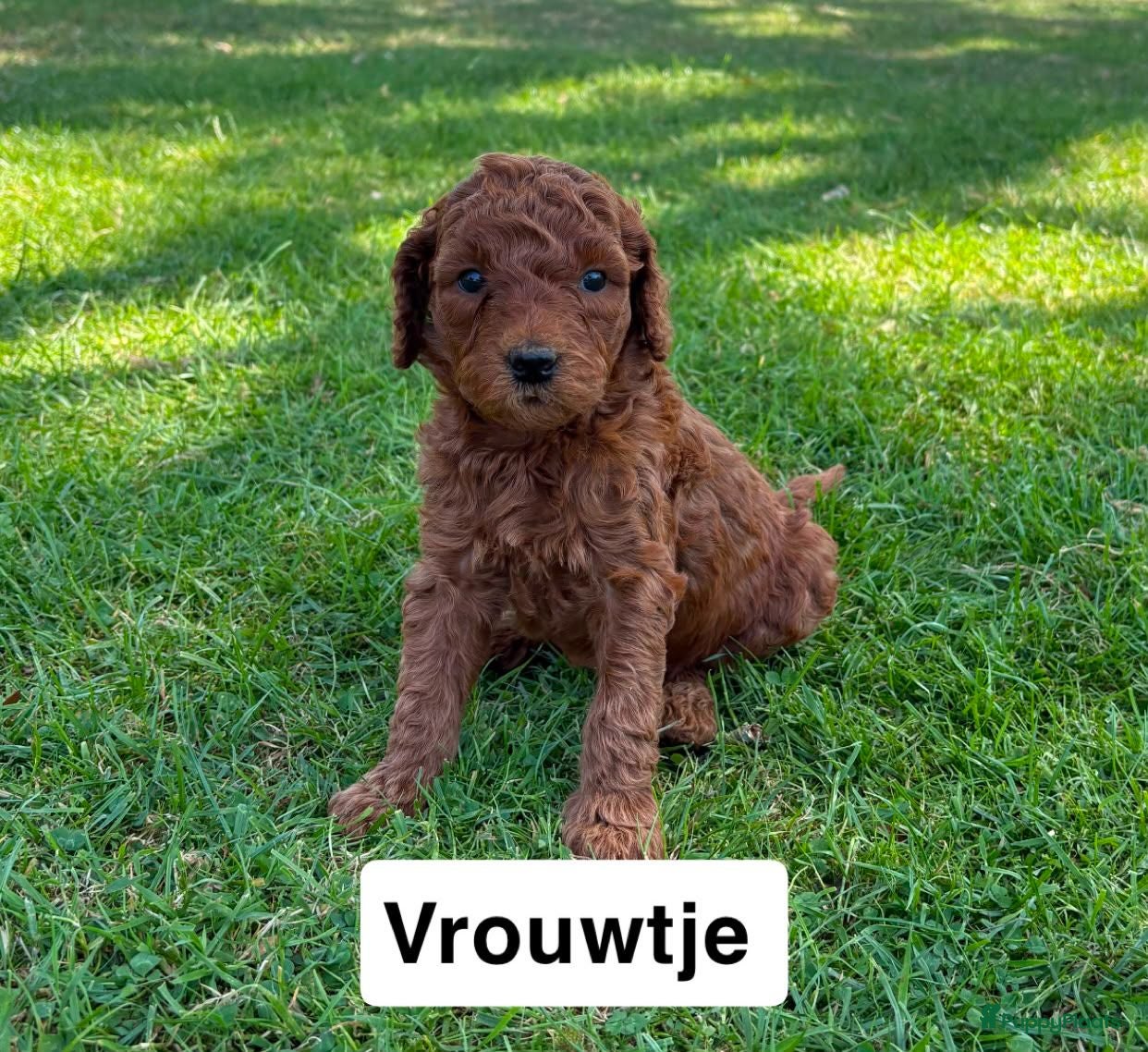 Goldendoodle honden Goldendoodles F1B - Advertentie 1