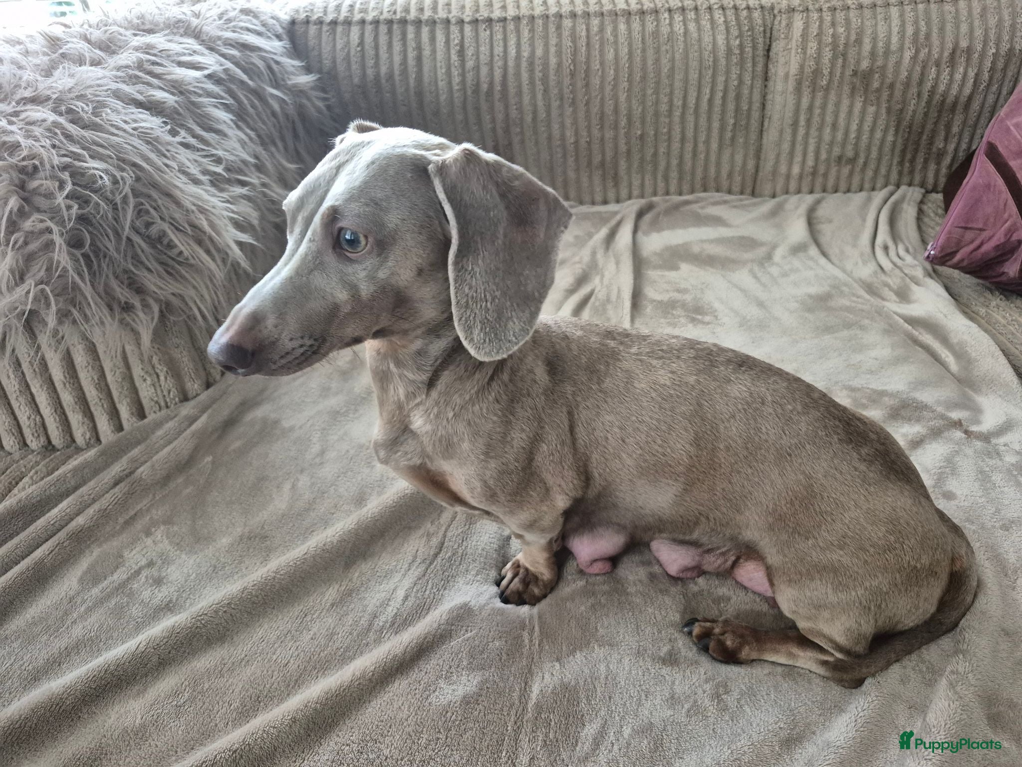 Teckel (korthaar)  honden Dwerg teckel pups - Advertentie 1