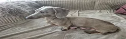 Teckel (korthaar)  honden te koop: Dwerg teckel pups - Advertentie 6