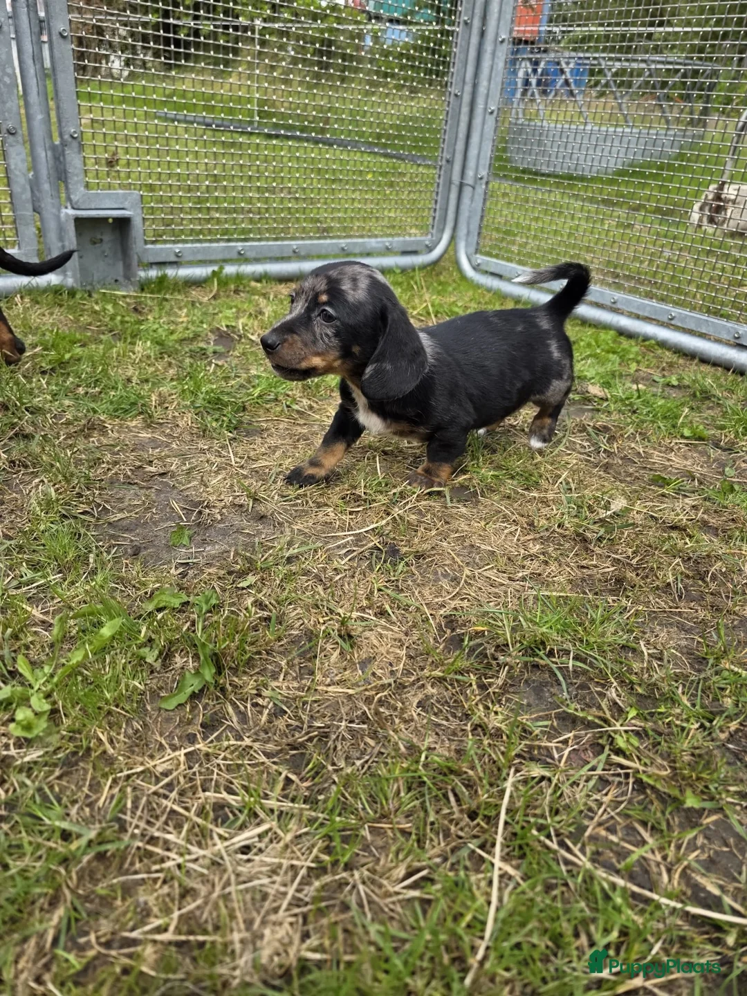 Teckel (korthaar)  honden te koop: Dwergteckel reu en teefje zoeken nieuw huisje - Advertentie 7
