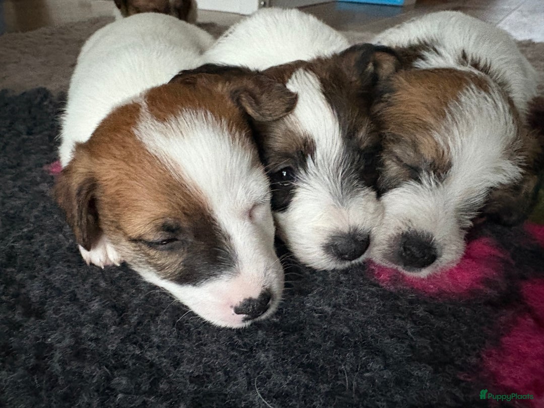 Jack Russel Terriër honden te koop: Ruwharige Jack Russel pups te koop - Advertentie 2