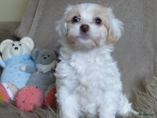 Maltipoo honden Maltipoo pups - Advertentie 2