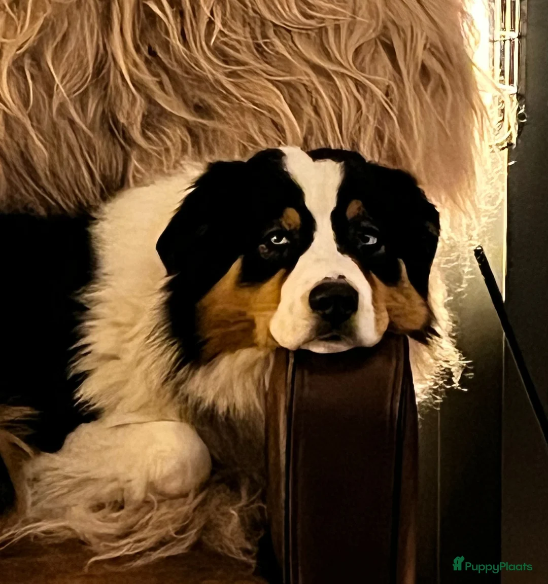 Australian Shepherd honden te koop: Eerste nestje Australian Shepherd pups - Advertentie 2