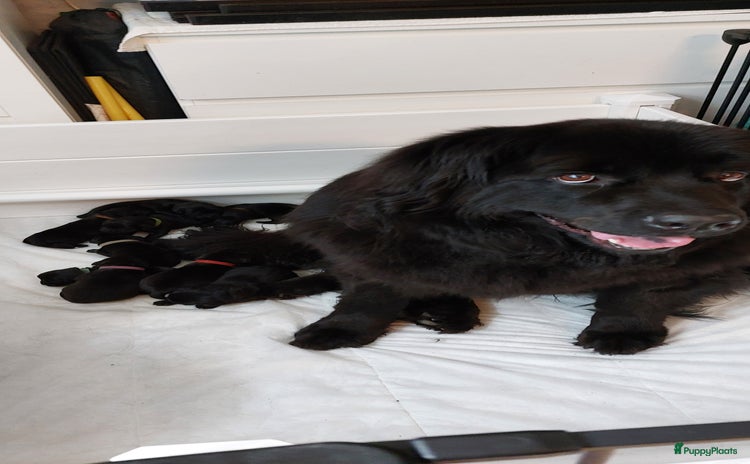 Newfoundlander honden - Advertentie 1