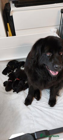 Newfoundlander honden - Advertentie 1