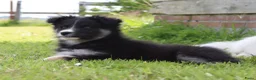 Kruising honden te koop: Prachtige dutch Laika's  - Advertentie 19