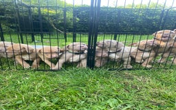 Amerikaanse Bully honden te koop: American Bully XL pups met ABKC stamboom - Afbeelding 2