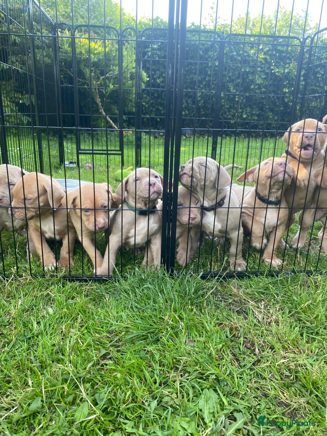 Amerikaanse Bully honden te koop: American Bully XL pups met ABKC stamboom - Afbeelding 2