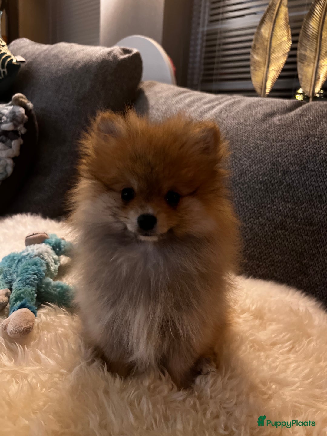 Pomeriaan honden te koop: Beautiful Healthy Bearface  Pomeranian Puppy - Advertentie 8