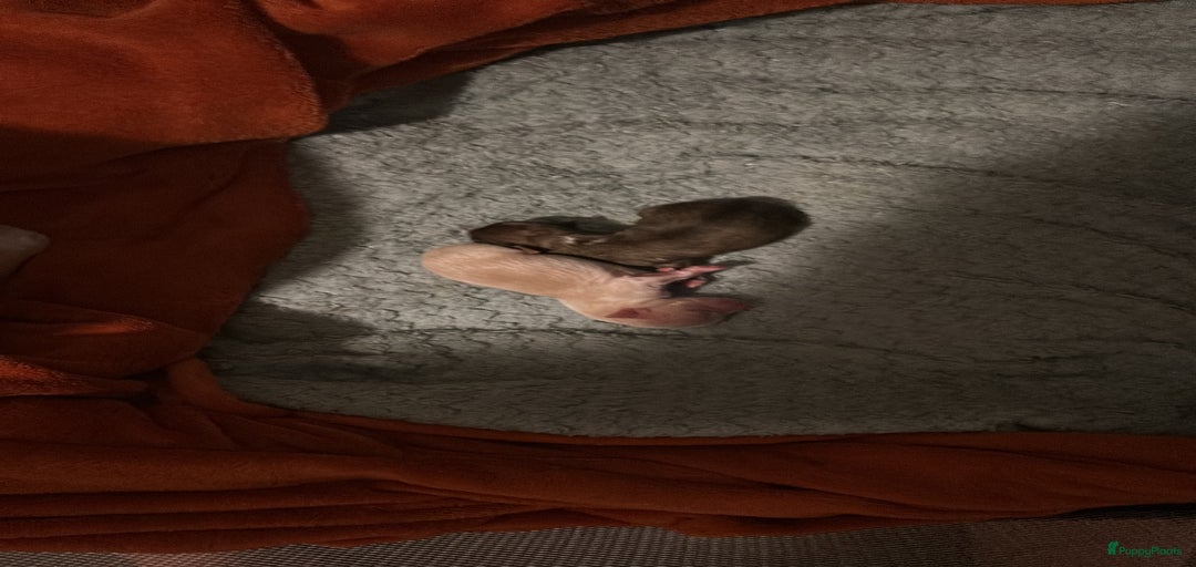 Galerij afbeelding {{count}}