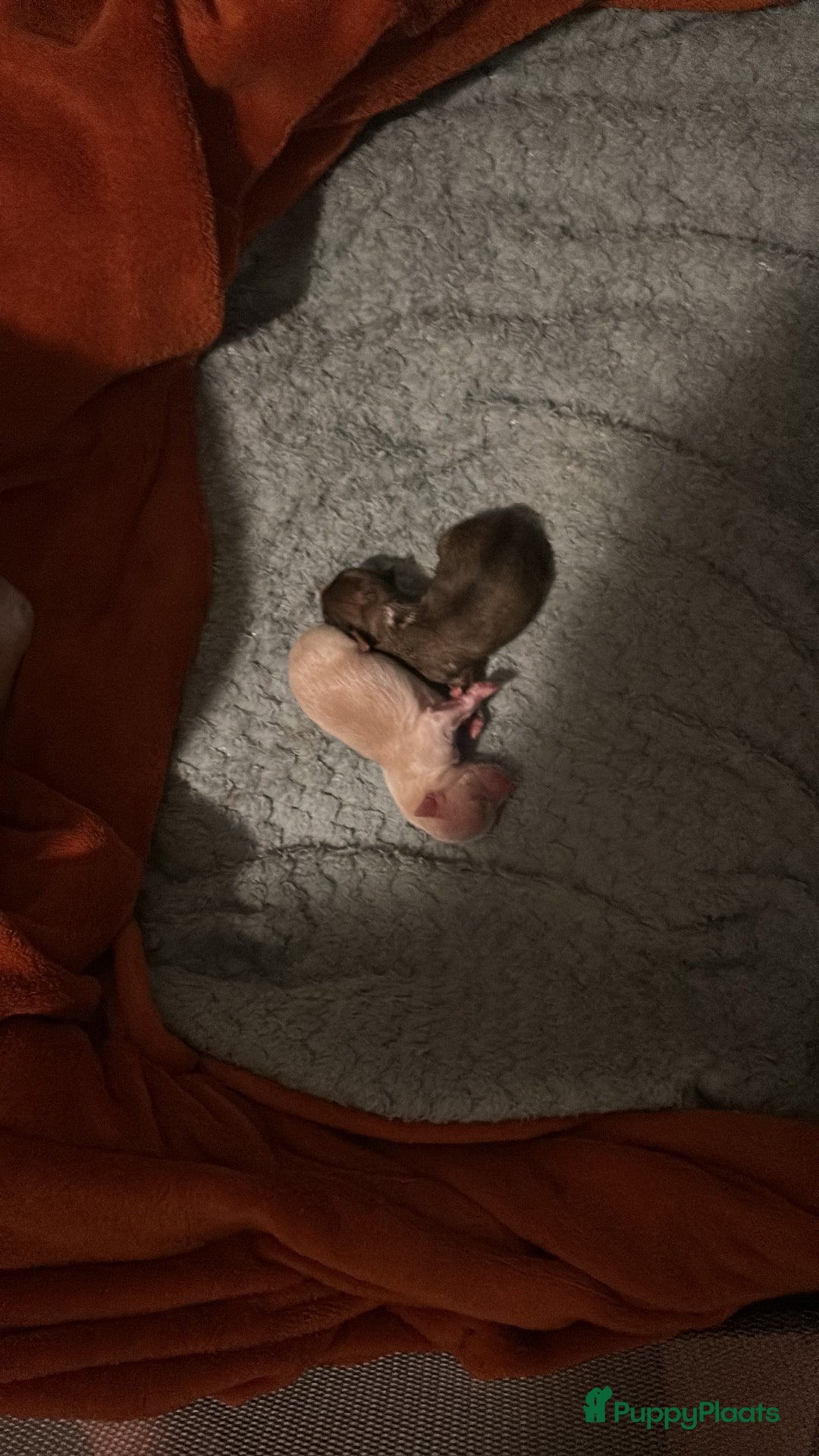 Galerij afbeelding {{count}}