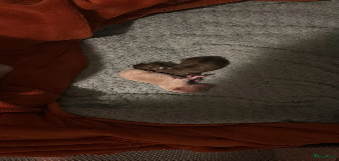 Galerij afbeelding {{count}}