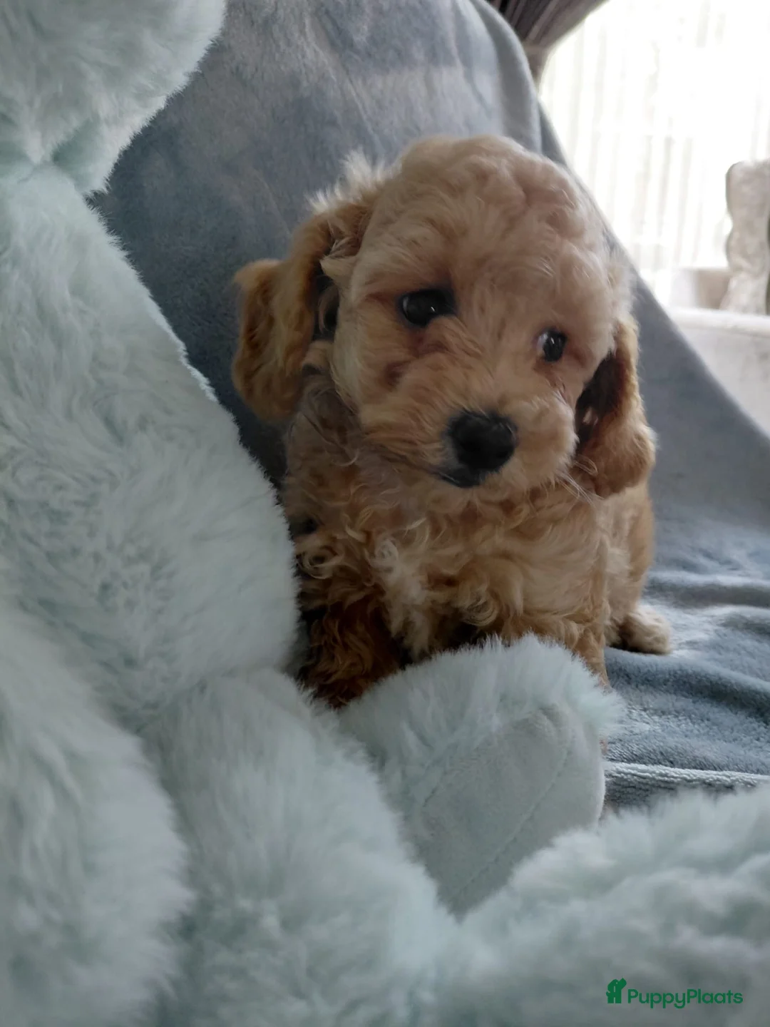 Maltipoo honden te koop: Maltipoo pups in Nijmegen - Advertentie 2