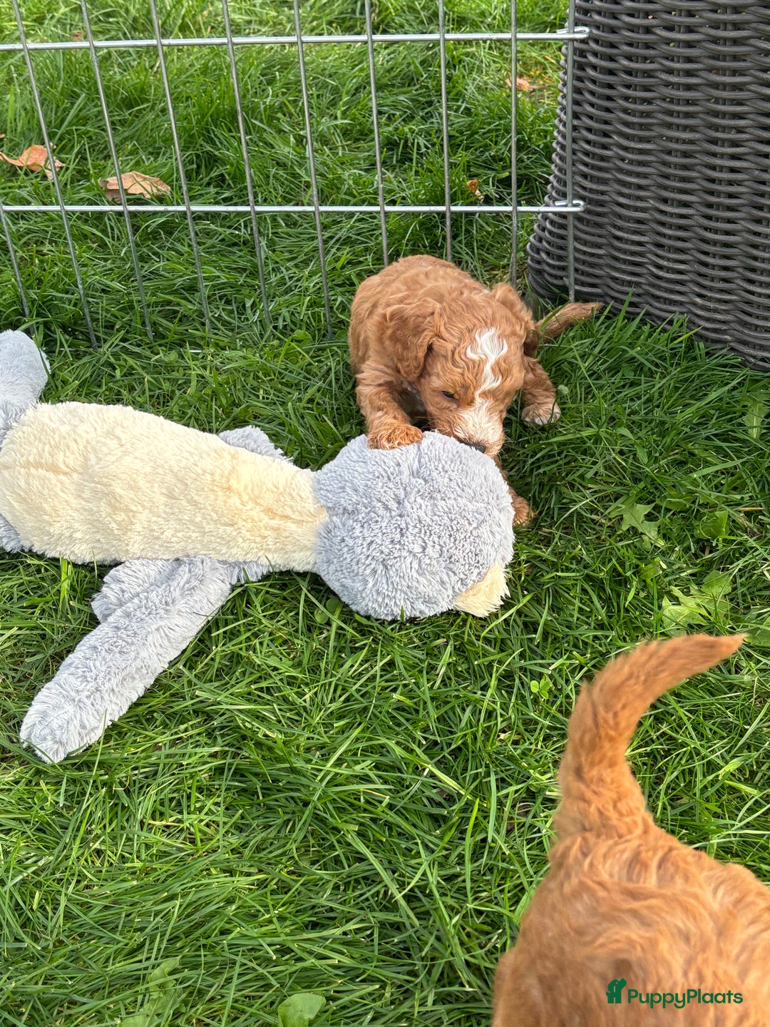 Labradoodle honden te koop: Mini labradoodle te koop - 1 teefje beschikbaar - Advertentie 5