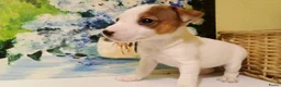 Jack Russel Terriër honden te koop: Jack Russell pups  - Advertentie 3