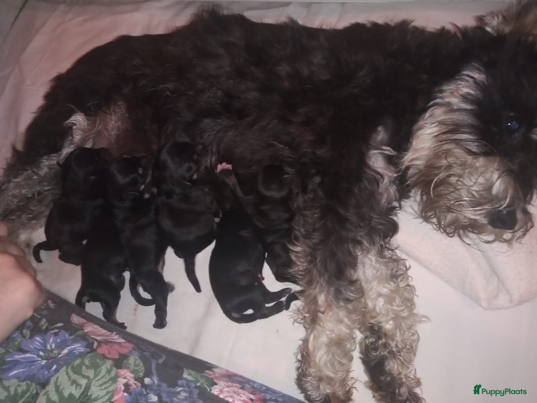 Dwergschnauzer honden te koop: Dwergschnauzer pups - Advertentie 7
