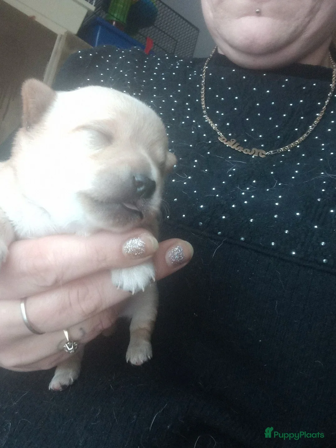 Chihuahua honden te koop: 4  chihuahua  pups - Advertentie 6