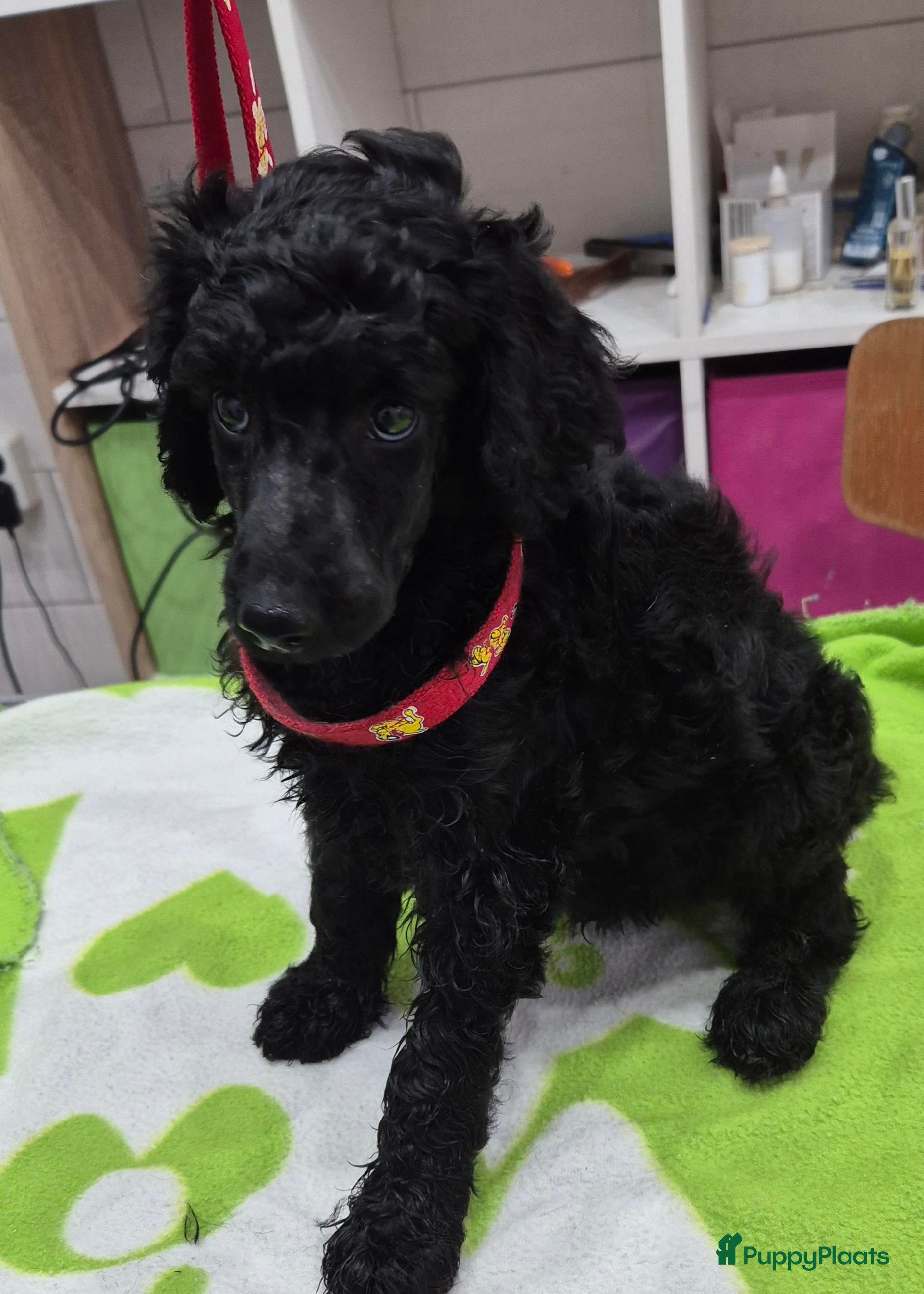 Poedel honden Schitterende Koningspoedel pups - Advertentie 1